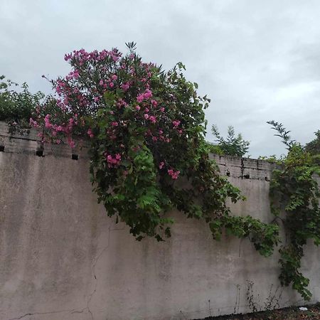 טולוז Le Clos Des Coquelicots מראה חיצוני תמונה