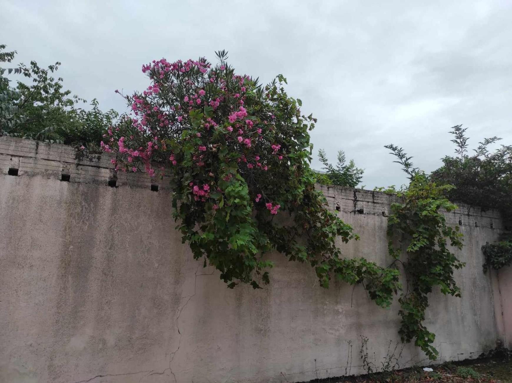 טולוז Le Clos Des Coquelicots מראה חיצוני תמונה